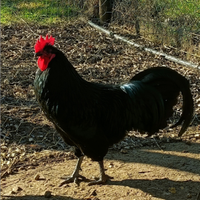 Gallo