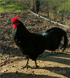 Gallo