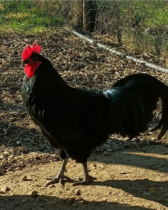 Gallo