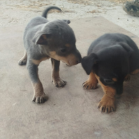 Cagnolini meticci
