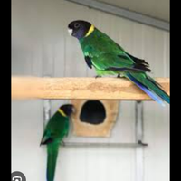 Parrocchetto Fort lincon