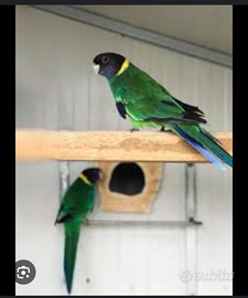 Parrocchetto Fort lincon