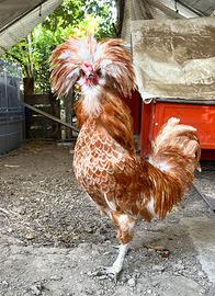 Galli di gallina padovana