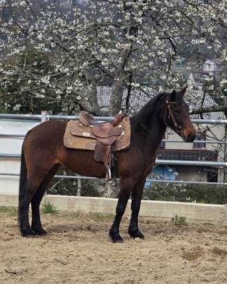Cavallo