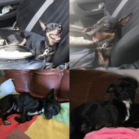 Pinscher cuccioli