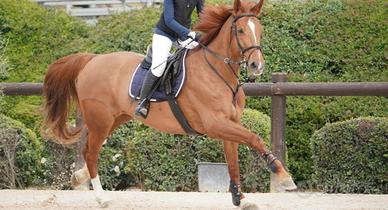 Cavallo