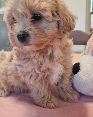 Maltipoo toy