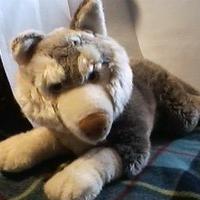 4 Peluche nuovi: grande husky,gufo,coniglio, cane