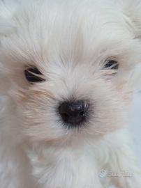 Cuccioli mini maltese