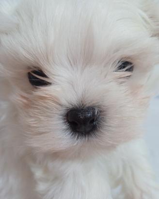 Cuccioli mini maltese