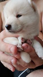 Cucciolo SHIBA Inu bianco