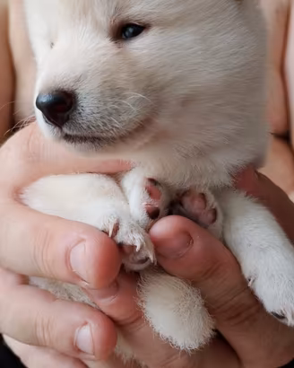 Cucciolo SHIBA Inu bianco