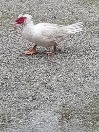 Coppia di anatre muta bianche