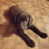 Cuccioli di labrador retriever puro chocolate