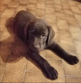 Cuccioli di labrador retriever puro chocolate