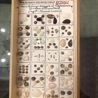 Teca di piccoli gasteropodi