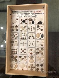 Teca di piccoli gasteropodi