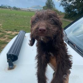 Cuccioli da tartufo