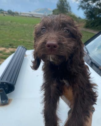 Cuccioli da tartufo