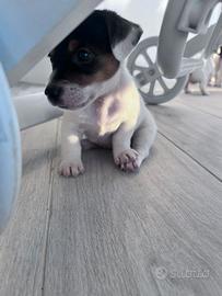 Vendita Jack Russel Terrier Originali