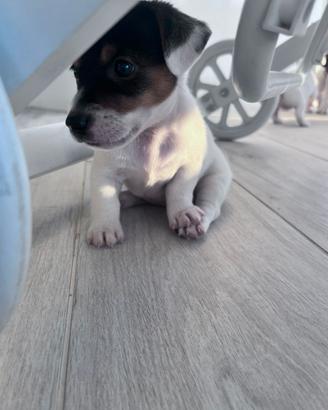 Vendita Jack Russel Terrier Originali