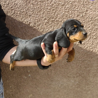 Bassotto nano femminuccia nera focata