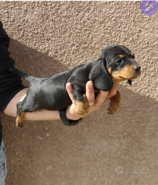 Bassotto nano femminuccia nera focata