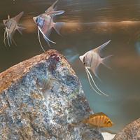 Scalari ciclidi discus