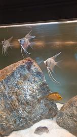 Scalari ciclidi discus