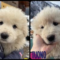 Vendita cuccioli di pastore maremmano