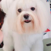 Cane maltese per accoppiamento