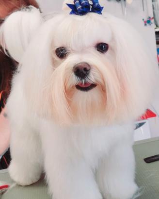 Cane maltese per accoppiamento