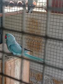 Parrocchetto dal collare