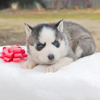 Cucciola di Husky STUPENDA