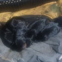 Cuccioli di Pinscher
