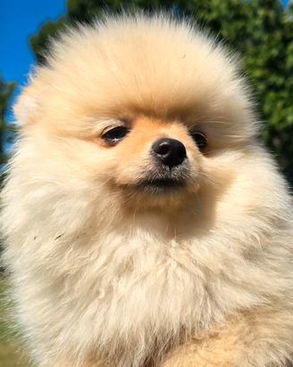 Pomerania Cuccioli 