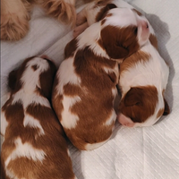 Cuccioli Cavalier King