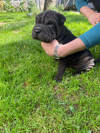 Shar pei