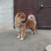 Chow chow originale