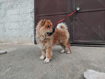 Chow chow originale