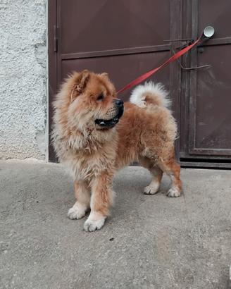 Chow chow originale