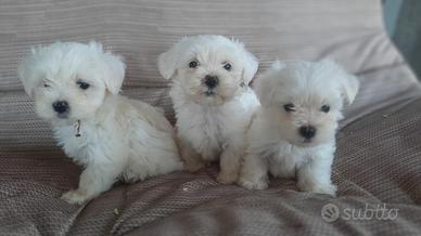 Maltese Cuccioli Toy