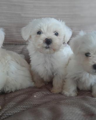 Maltese Cuccioli Toy