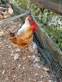 galli e galline razza Livornese e Padovana 