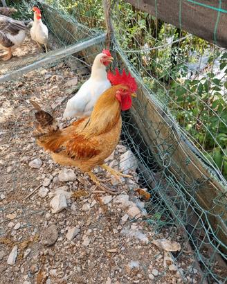 galli e galline razza Livornese e Padovana 