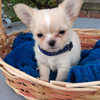 Cuccioli di piccola taglia