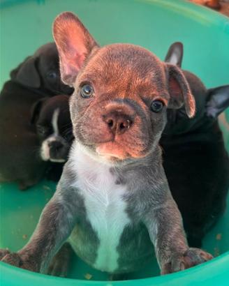 Cuccioli di bulldog francese esotici