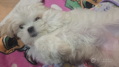 Maltese femmina Bat