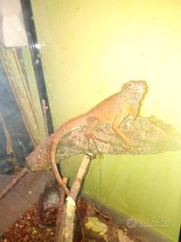 Iguana