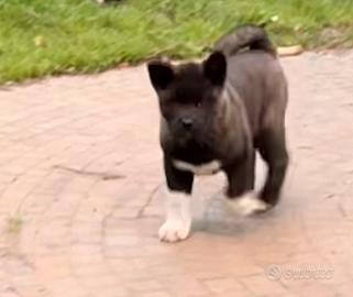 Cuccioli Akita Americano
